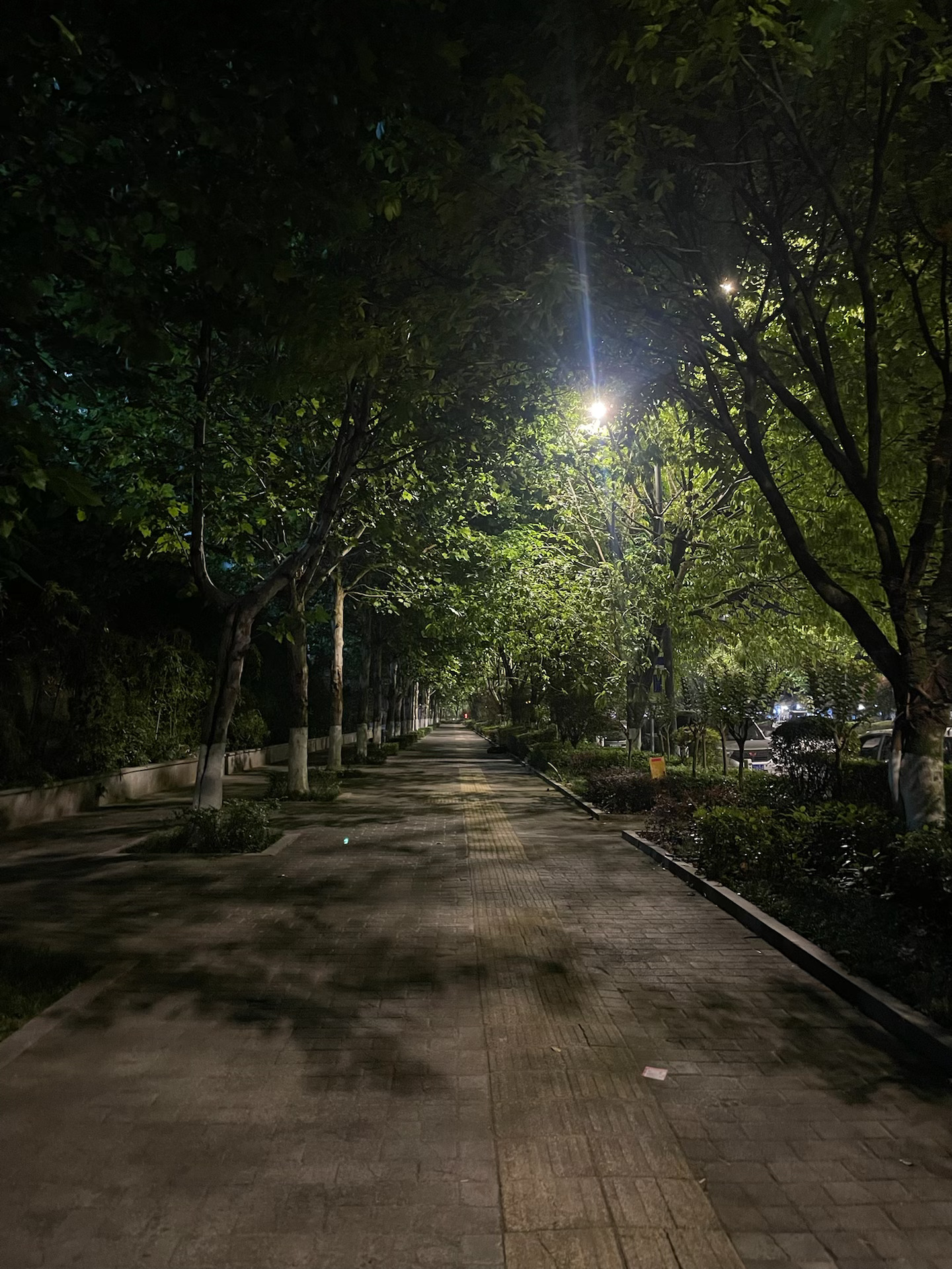 晚上的树影